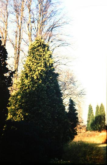 Chamaecyparis lawsoniana 'Lutea' 