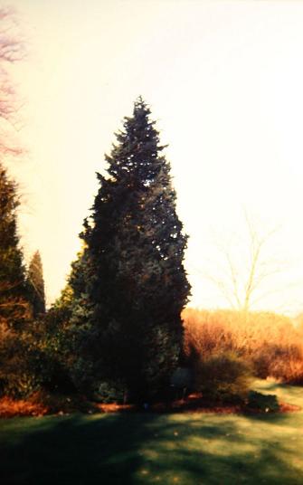 Chamaecyparis lawsoniana 'Wisselii' 