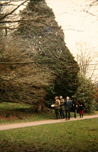 Chamaecyparis obtusa 'Nana' 