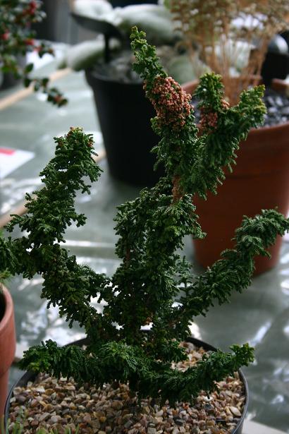 Chamaecyparis obtusa 'Yatsubusa  Chirimen' 