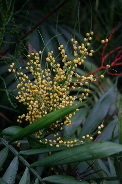 Chamaedorea elegans 