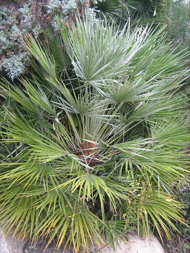 Chamaerops humilis 