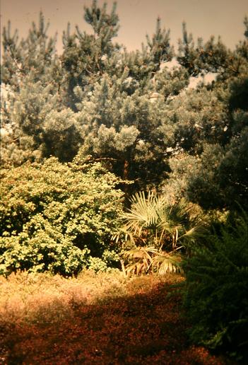 Chamaerops humilis 