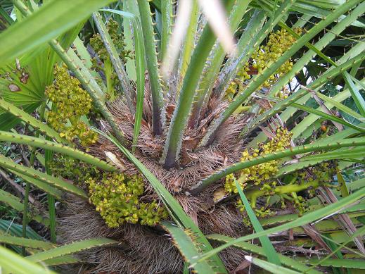 Chamaerops humilis 