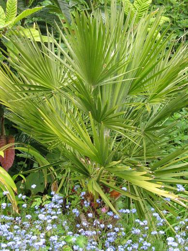 Chamaerops humilis 