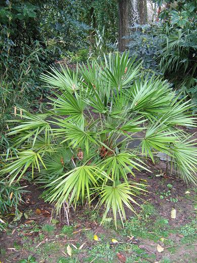 Chamaerops humilis 