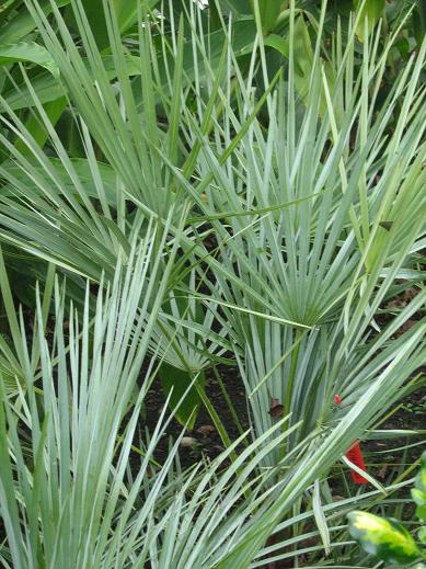 Chamaerops humils var argentea 