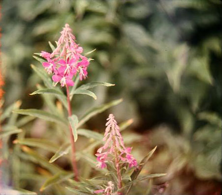 Chamerion angustifolium 