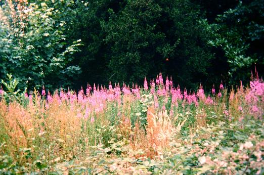 Chamerion angustifolium 