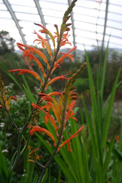 Chasmanthe floribunda 