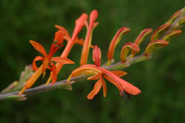 Chasmanthe floribunda 