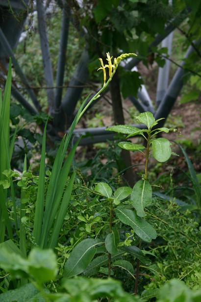 Chasmanthe floribunda var ducketii 