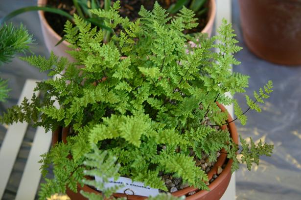 Cheilanthes acrosticha 