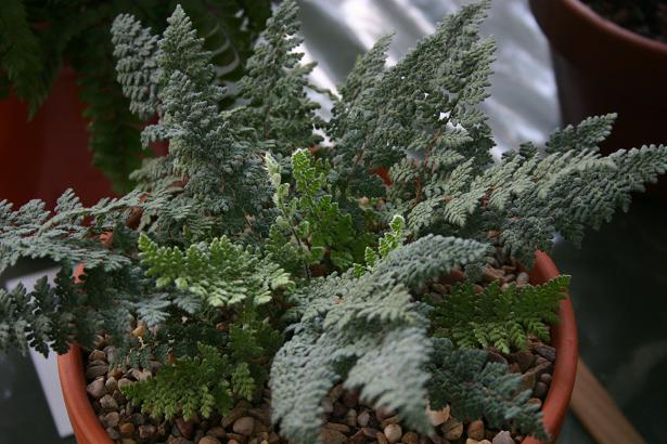 Cheilanthes eatonii var castanea 