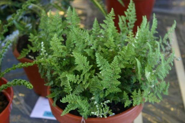 Cheilanthes fendleri 