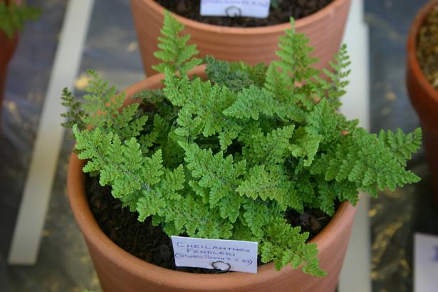 Cheilanthes fendleri 