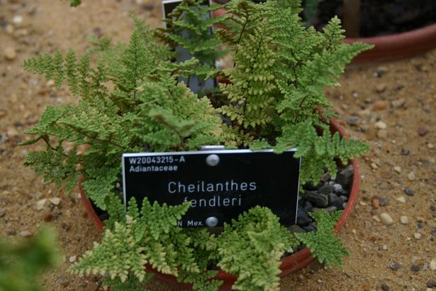 Cheilanthes fendleri 