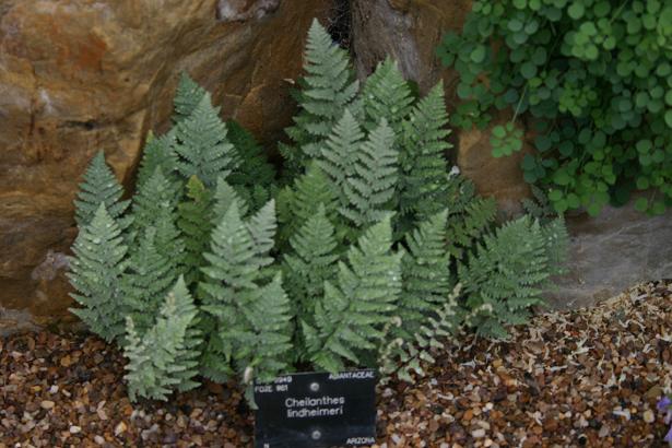 Cheilanthes lindheimeri 