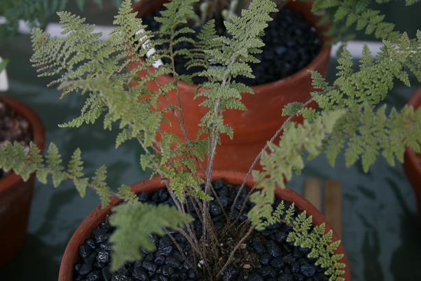 Cheilanthes myriophylla 