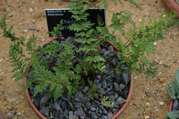 Cheilanthes pteridoides 