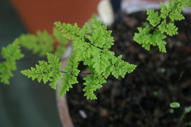 Cheilanthes pteridoides 