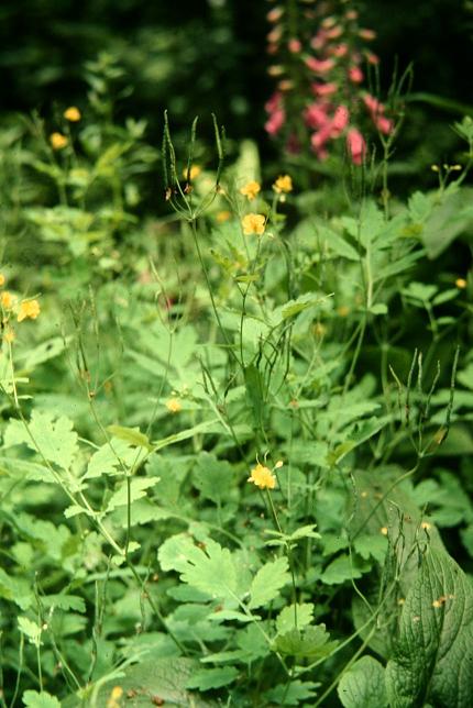 Chelidonium majus 'Flore-Plena' 