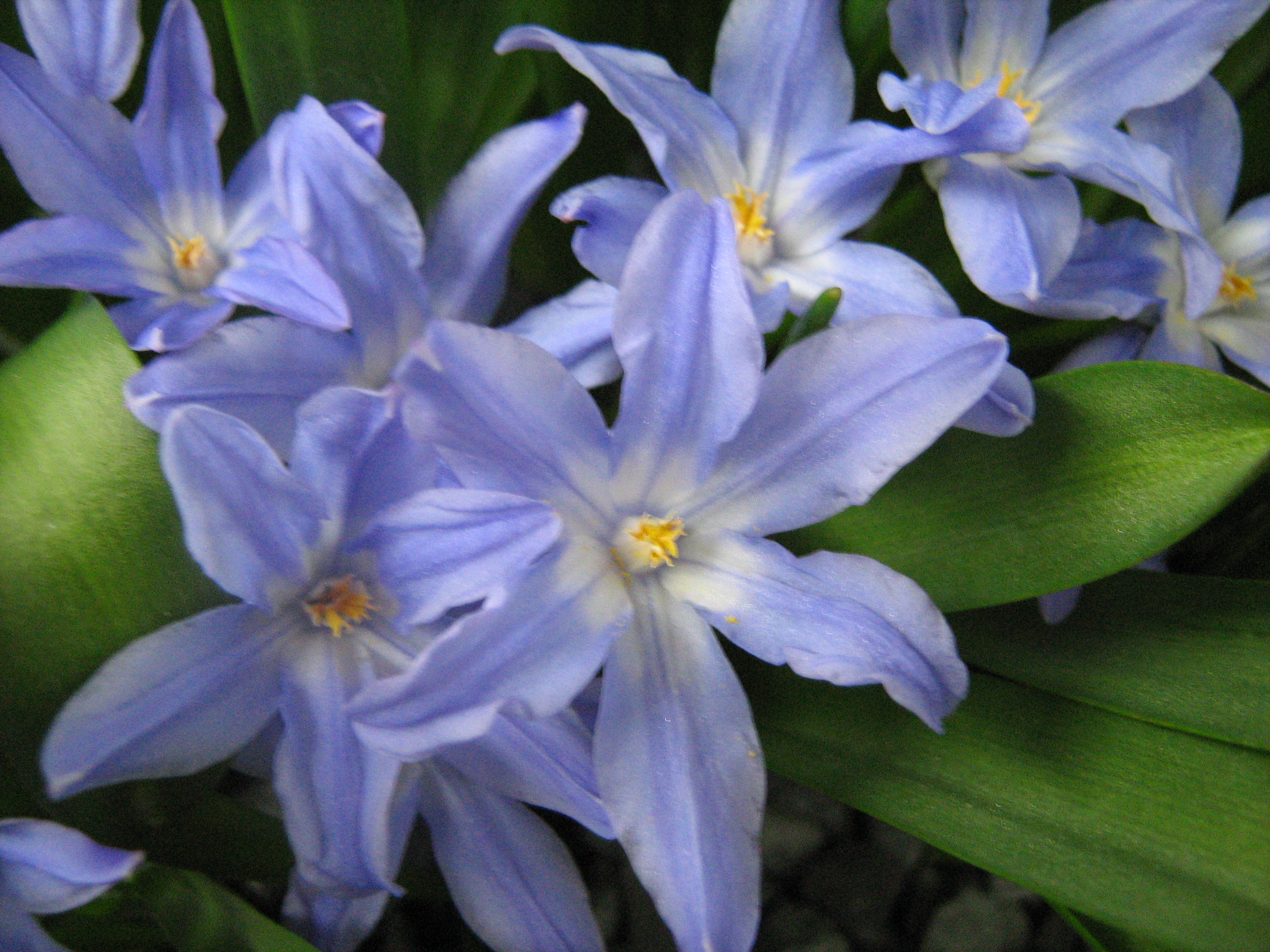 Chionodoxa luciliae 