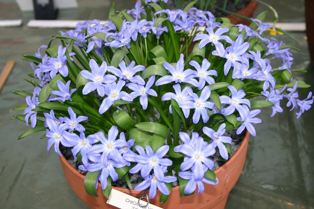 Chionodoxa seihii 