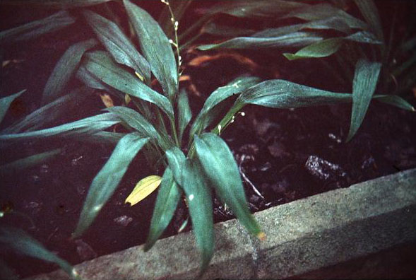 Chlorophytum bracteatum 