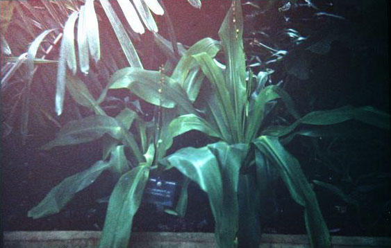 Chlorophytum macrophyllum 