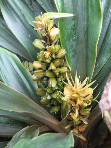 Chlorophytum madagascariensis 