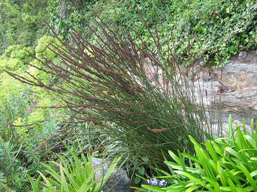 Chondropetalum tectorum 