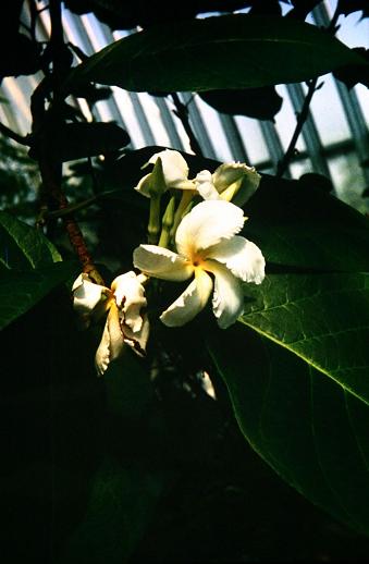 Chonemorpha fragrans 