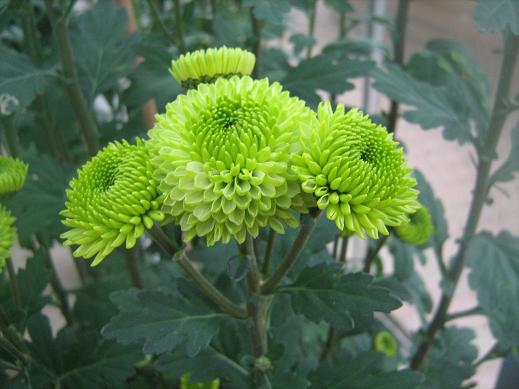 Chrysanthemum 'Balloon' 