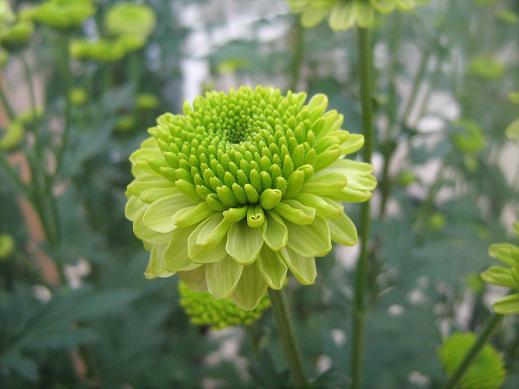 Chrysanthemum 'Greenbird' 