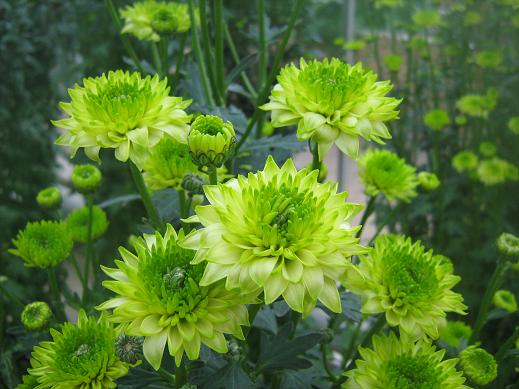 Chrysanthemum 'Greenday' 
