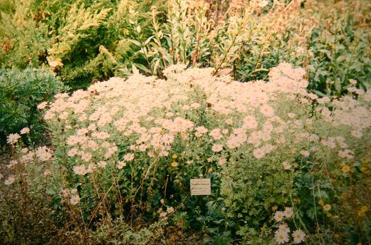 Chrysanthemum rubellum 