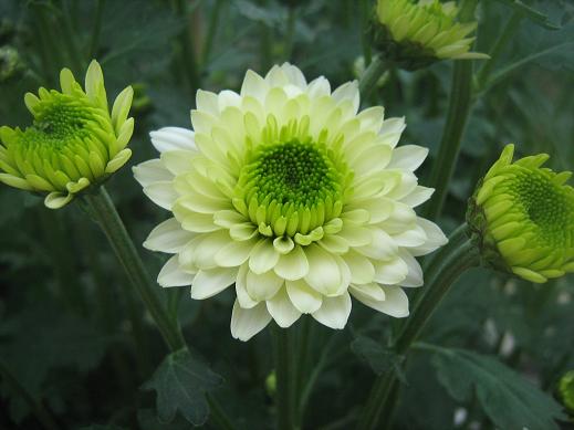 Chrysanthemum 'Vivid' 