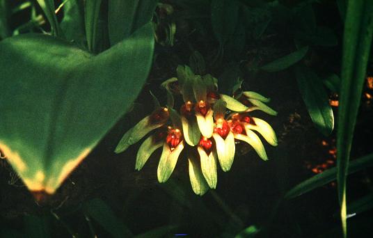 Cirrhopetalum robustum 