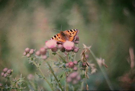 Cirsium arvense 