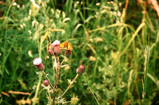 Cirsium arvense 