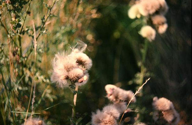 Cirsium arvense 