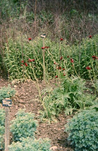 Cirsium rivularis 'Atropurpureum' 