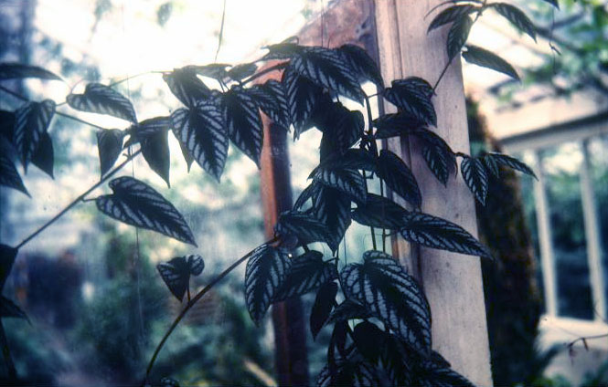 Cissus discolor 