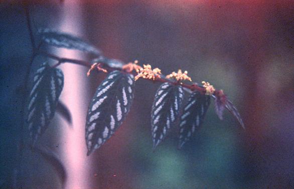 Cissus discolor 