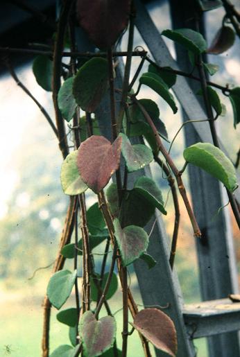 Cissus rotundifolia 