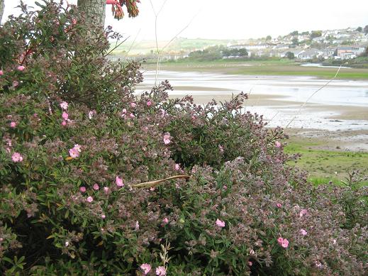 Cistus 'Silver Pink' 