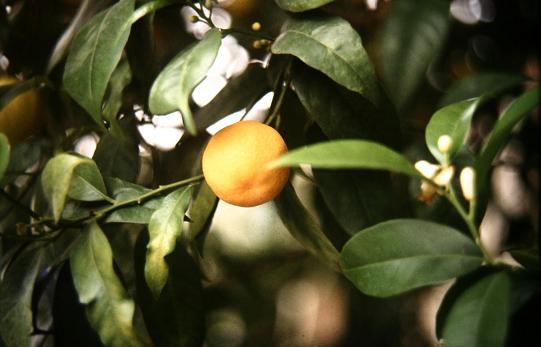 Citrus sinensis 