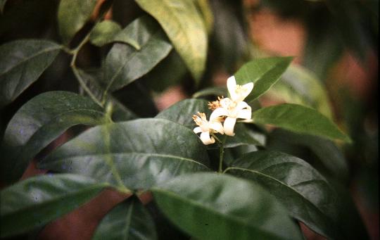 Citrus sinensis 