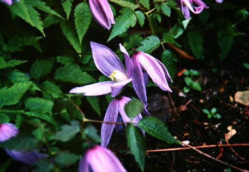 Clematis alpina 